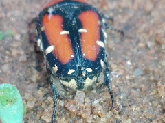 Gametis versicolor