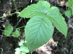 Rubus roribaccus