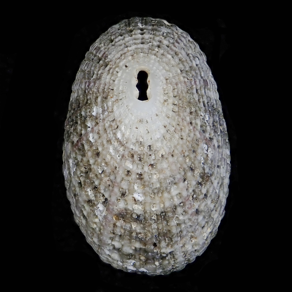 Diodora ticaonica