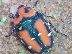 Gametis versicolor