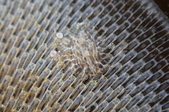 Corambe