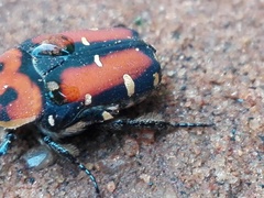 Gametis versicolor