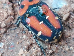 Gametis versicolor