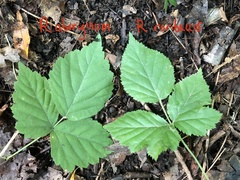 Rubus roribaccus
