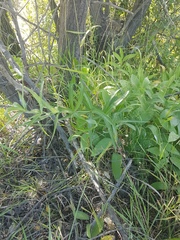 Polygonatum sibiricum