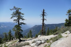 Pinus balfouriana