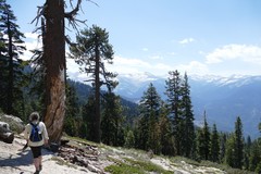 Pinus balfouriana