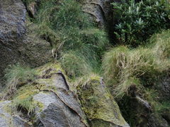 Poa astonii