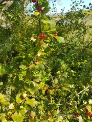 Ribes diacanthum