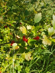 Ribes diacanthum