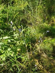 Adenophora stenanthina