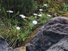 Celmisia holosericea