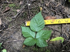 Rubus roribaccus