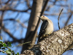 Melanerpes aurifrons