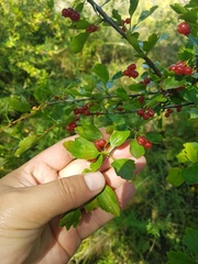 Ribes diacanthum