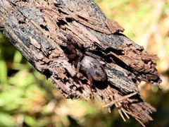 Scotophaeus pretiosus