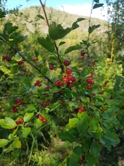 Ribes diacanthum