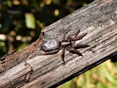 Scotophaeus pretiosus