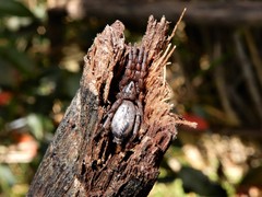 Scotophaeus pretiosus