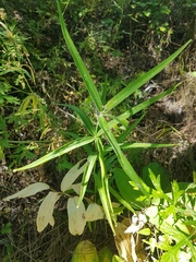 Polygonatum sibiricum