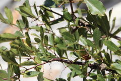Searsia laevigata laevigata
