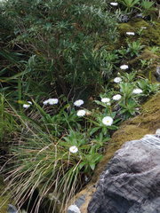 Celmisia holosericea