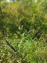 Thalictrum squarrosum