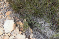 Aspalathus juniperina juniperina