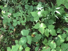 Rubus aboriginum