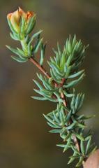 Aspalathus juniperina juniperina