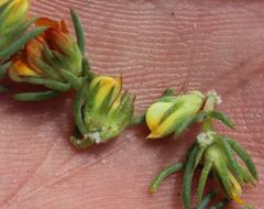 Aspalathus juniperina juniperina