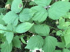 Rubus aboriginum