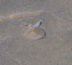 Apalone mutica mutica