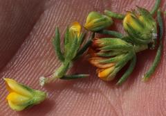 Aspalathus juniperina juniperina