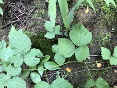 Rubus aboriginum