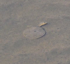 Apalone mutica mutica