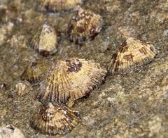 Siphonaria capensis