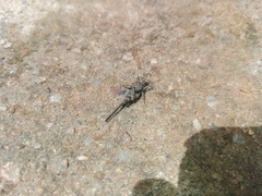 Paratettix cingalensis