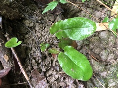 Mickelopteris cordata