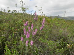 Indigofera flabellata