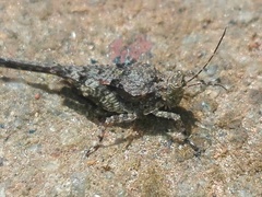 Paratettix cingalensis