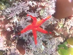 Henricia leviuscula