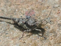 Paratettix cingalensis