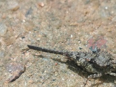 Paratettix cingalensis