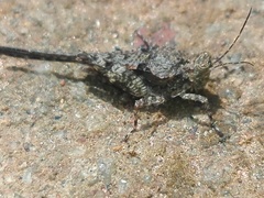 Paratettix cingalensis