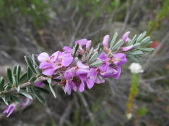 Indigofera flabellata