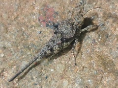 Paratettix cingalensis