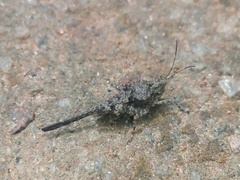 Paratettix cingalensis