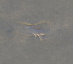 Apalone mutica mutica