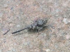 Paratettix cingalensis